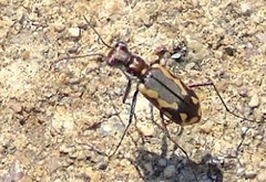 Cicindela hydrophoba