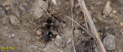 Panaorus albomaculatus