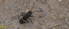 Panaorus albomaculatus