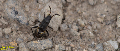 Panaorus albomaculatus