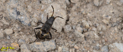 Panaorus albomaculatus