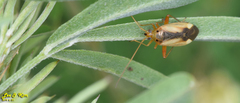 Adelphocoris suturalis