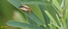 Adelphocoris suturalis