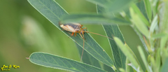 Adelphocoris suturalis