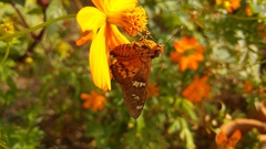 Myscelus assaricus