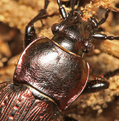 Carabus billbergi
