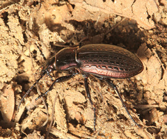 Carabus billbergi