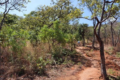 Image of Protea gaguedi by (c) Tony Rebelo, some rights reserved (CC BY-SA)