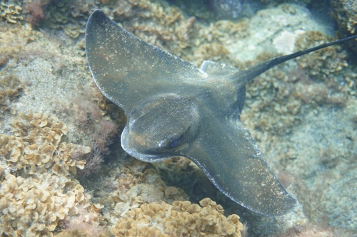 Common bull ray (Myliobatis aquila) — Myliobatidae