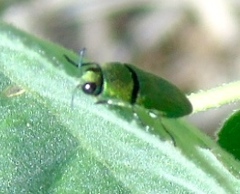 Agaeocera scintillans