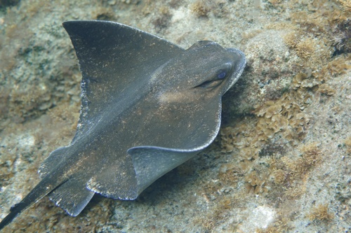 Common Eagle Ray, photo 3 of 10