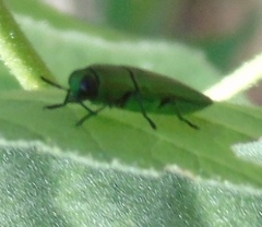 Agaeocera scintillans