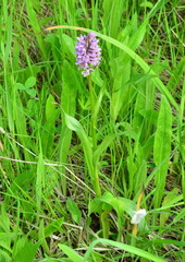 Dactylorhiza sibirica