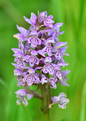 Dactylorhiza sibirica