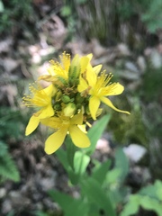 Hypericum montanum