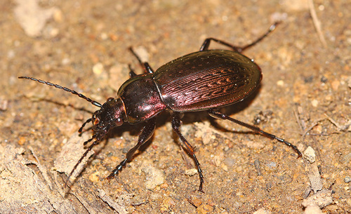 Carabus billbergi