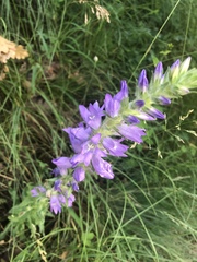 Campanula spicata