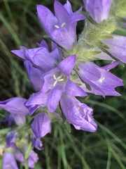 Campanula spicata