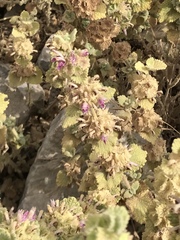 Marrubieae