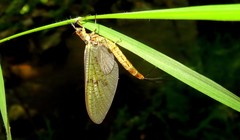 Ephemera danica