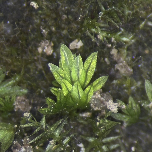 Fissidens minutulus