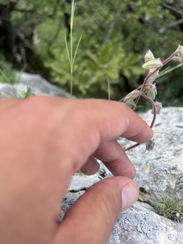 Image of Campanula sarmatica by (c) Илья Руденко, some rights reserved (CC BY)