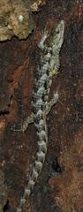 Abronia lythrochila