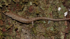 Abronia lythrochila