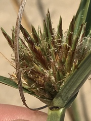 Cyperus brevis