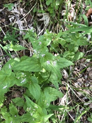 Veronica urticifolia