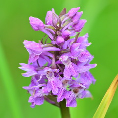 Dactylorhiza sibirica