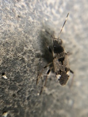 Panaorus csikii