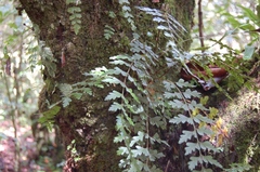 Asplenium praemorsum