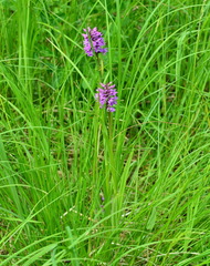 Dactylorhiza sibirica