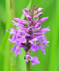 Dactylorhiza sibirica