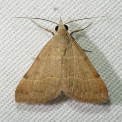 Hemeroplanis rectalis