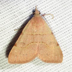 Hemeroplanis rectalis