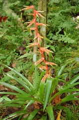 Tillandsia guatemalensis