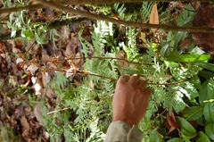Rhynchostele bictoniensis