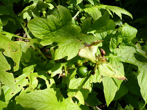 Tacca leontopetaloides observed 2024-01-14
