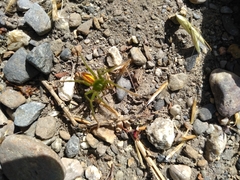 Micrommata
