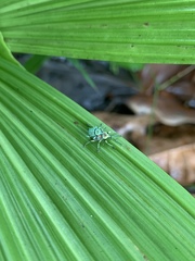 Trigonops seriatopunctata