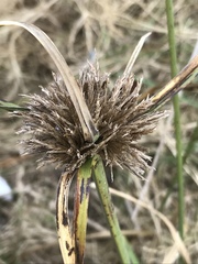 Cyperus brevis