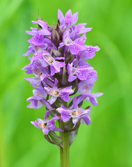 Dactylorhiza sibirica