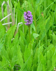 Dactylorhiza sibirica