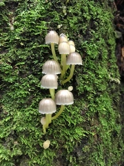 Mycena subviscosa