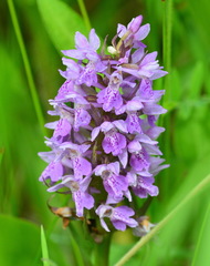 Dactylorhiza sibirica