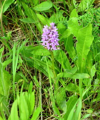 Dactylorhiza sibirica