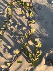 Ipomoea pes-caprae brasiliensis