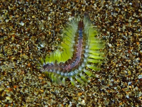 Chloeia fusca